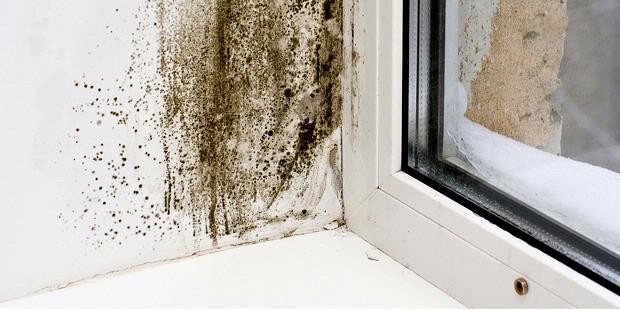 5 Langkah Praktis Hilangkan Jamur Pada Dinding | Radium